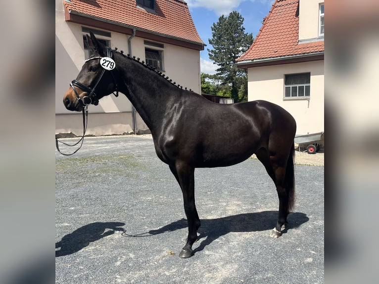 Trakehner Stute 3 Jahre 162 cm Dunkelbrauner in Klingenberg