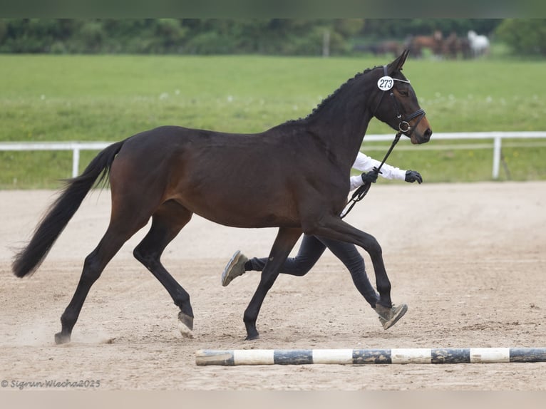 Trakehner Stute 3 Jahre 162 cm Dunkelbrauner in Hamburg