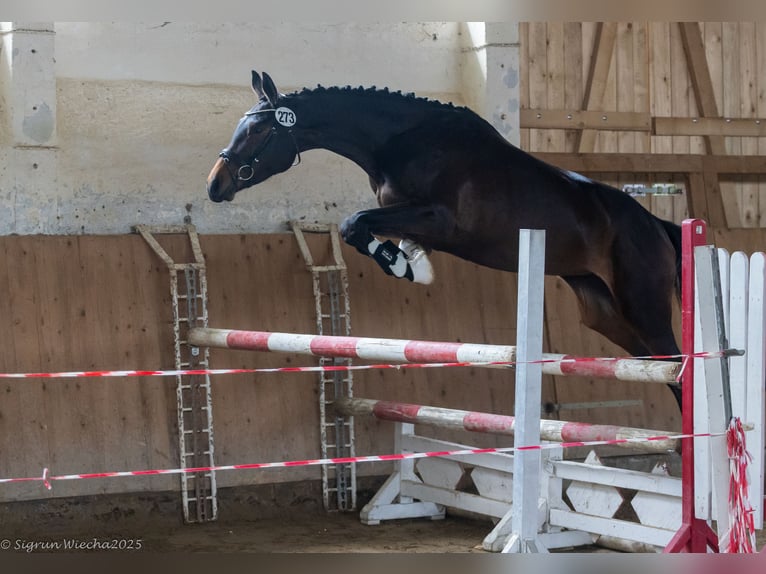 Trakehner Stute 3 Jahre 162 cm Dunkelbrauner in Hamburg