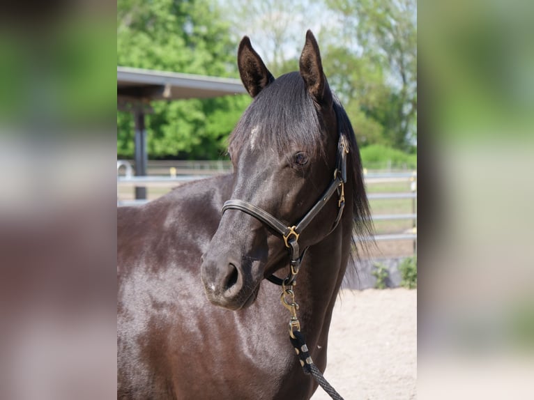 Trakehner Stute 3 Jahre 162 cm Rappe in Günzburg