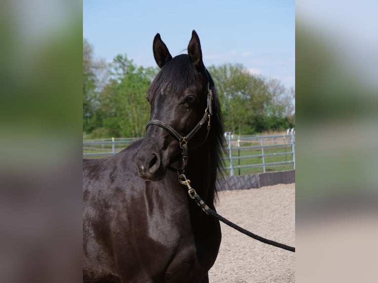 Trakehner Stute 3 Jahre 162 cm Rappe in Günzburg