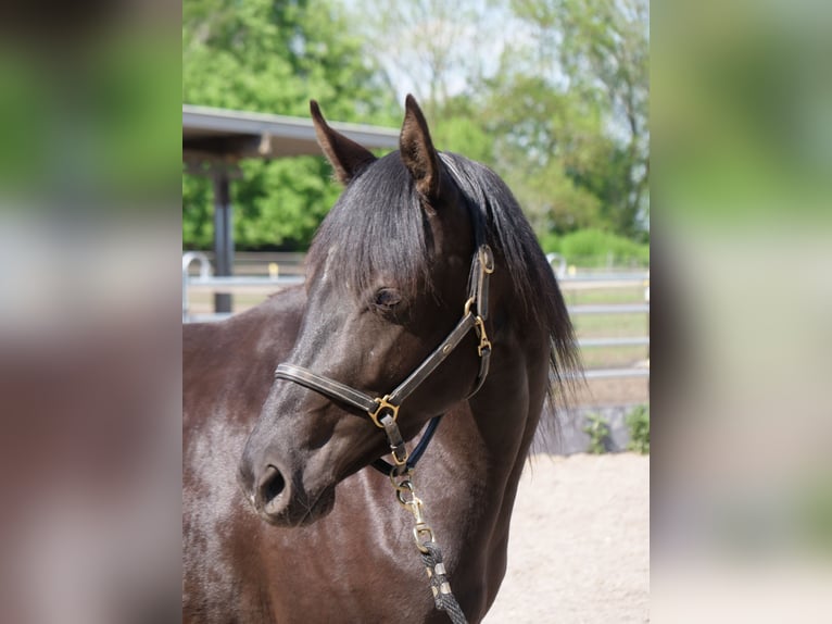 Trakehner Stute 3 Jahre 162 cm Rappe in Günzburg