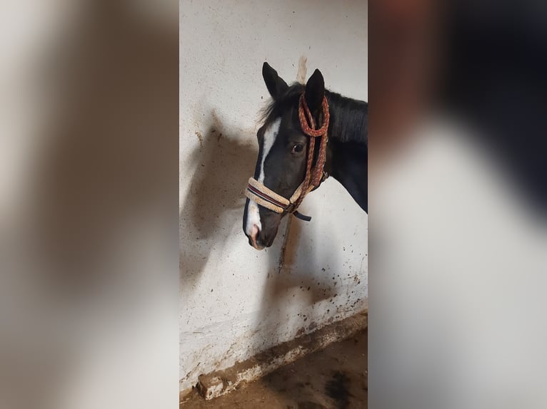 Trakehner Stute 3 Jahre 162 cm Schwarzbrauner in Otterndorf