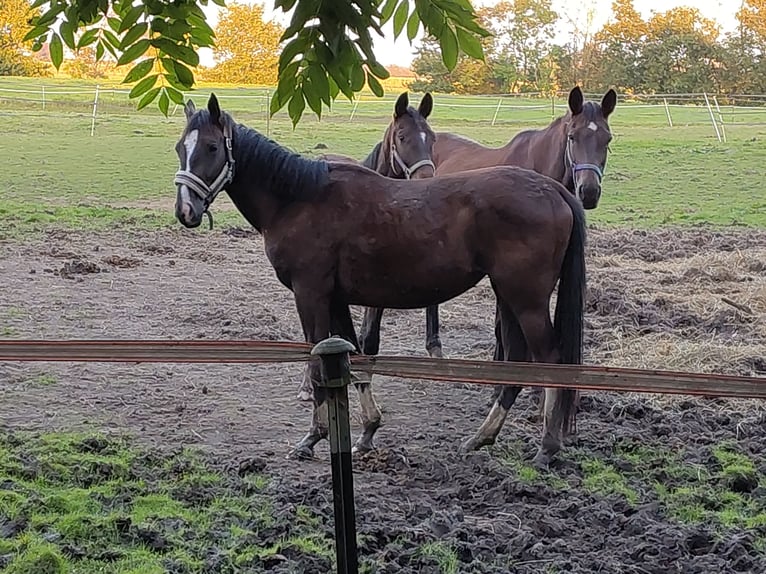 Trakehner Stute 3 Jahre 162 cm Schwarzbrauner in Otterndorf