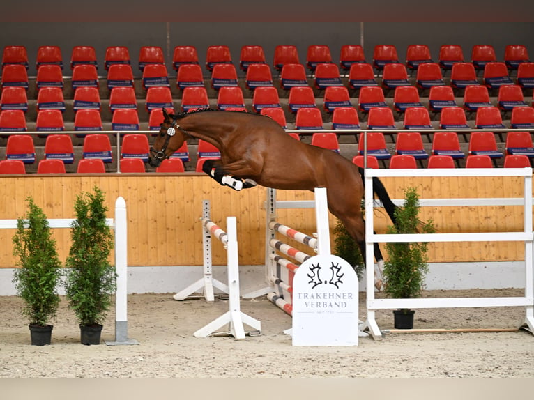Trakehner Stute 3 Jahre 163 cm Brauner in MIDLUM