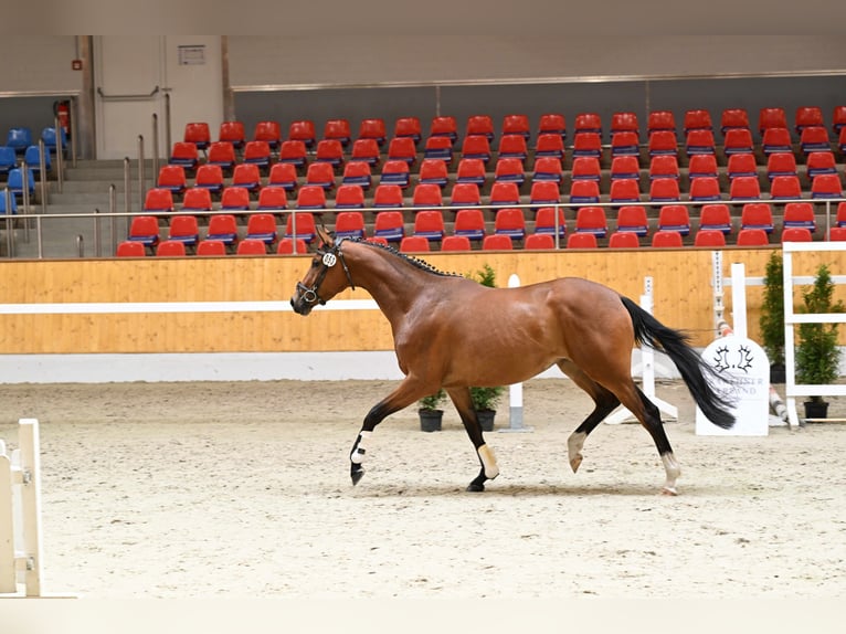 Trakehner Stute 3 Jahre 163 cm Brauner in MIDLUM