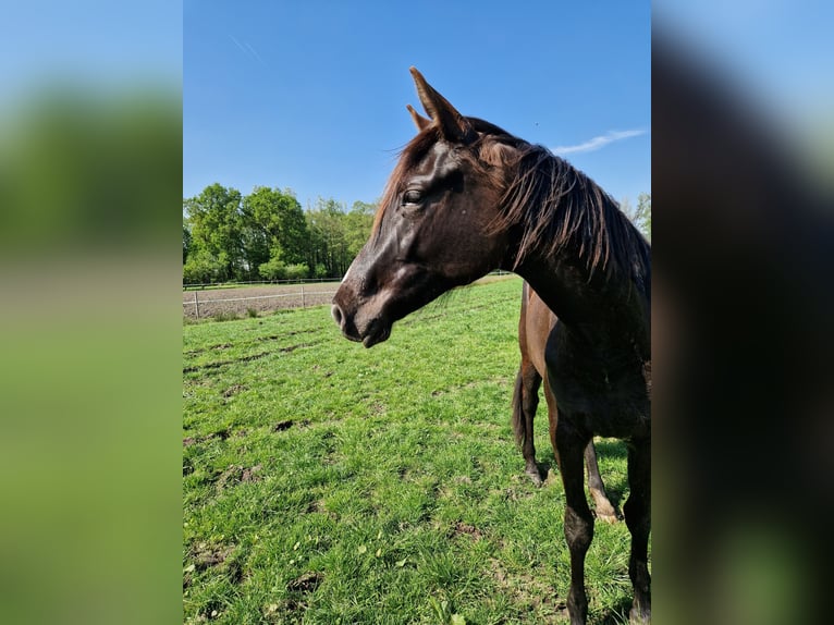 Trakehner Stute 3 Jahre 163 cm Rappe in Löningen Trakehner Stute 3 Jahre 163 cm Rappe in Löningen