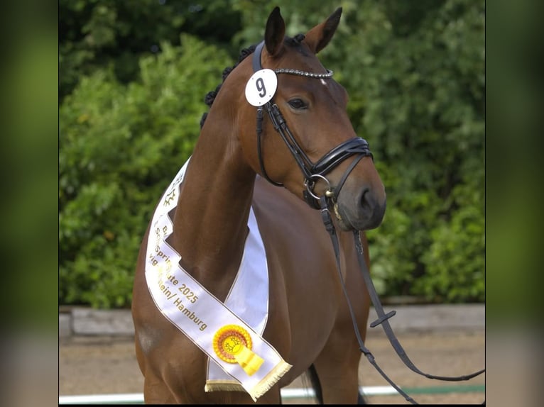 Trakehner Stute 3 Jahre 164 cm Brauner in Panker