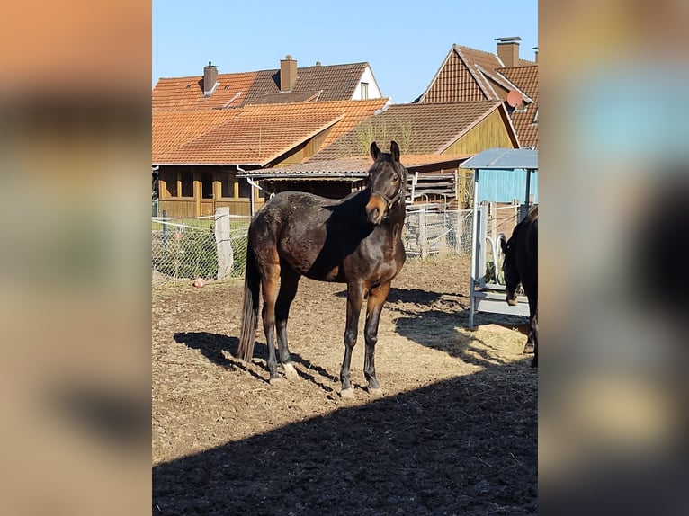Trakehner Stute 3 Jahre 165 cm Brauner in Fuldatal
