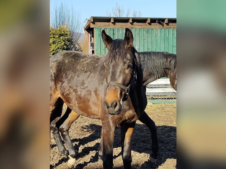 Trakehner Stute 3 Jahre 165 cm Brauner in Fuldatal