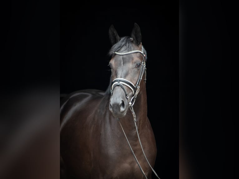 Trakehner Stute 3 Jahre 165 cm Dunkelbrauner in Herbstein