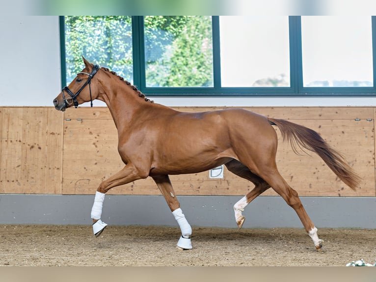 Trakehner Stute 3 Jahre 165 cm Fuchs in Unterneukirchen