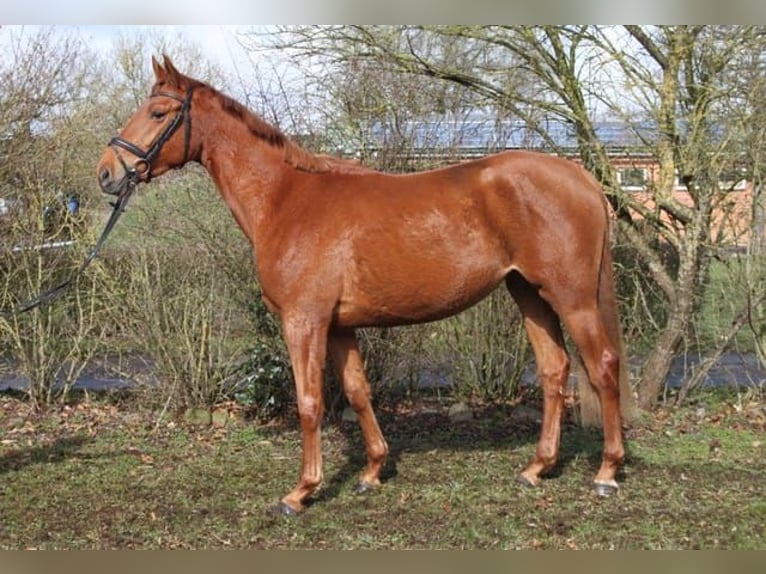 Trakehner Stute 3 Jahre 165 cm Fuchs in Heidekrug