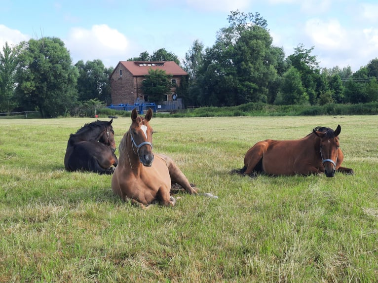 Trakehner Stute 3 Jahre 165 cm Fuchs in Nowe IganieSiedlce
