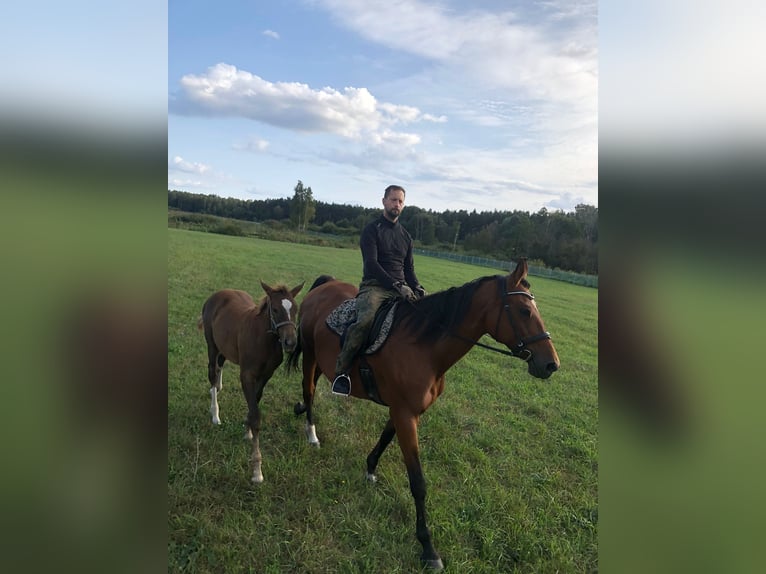 Trakehner Stute 3 Jahre 165 cm Fuchs in Nowe IganieSiedlce