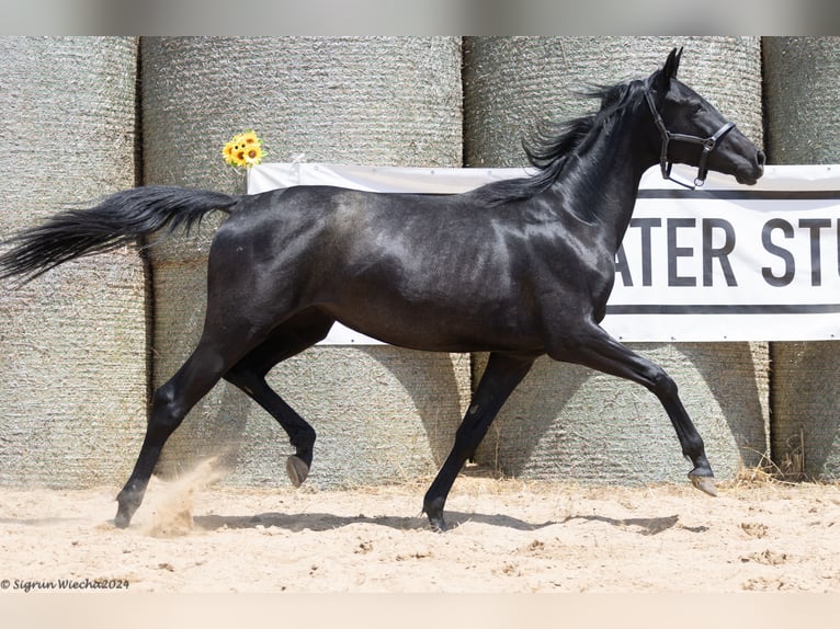 Trakehner Stute 3 Jahre 165 cm Rappe in Aytos