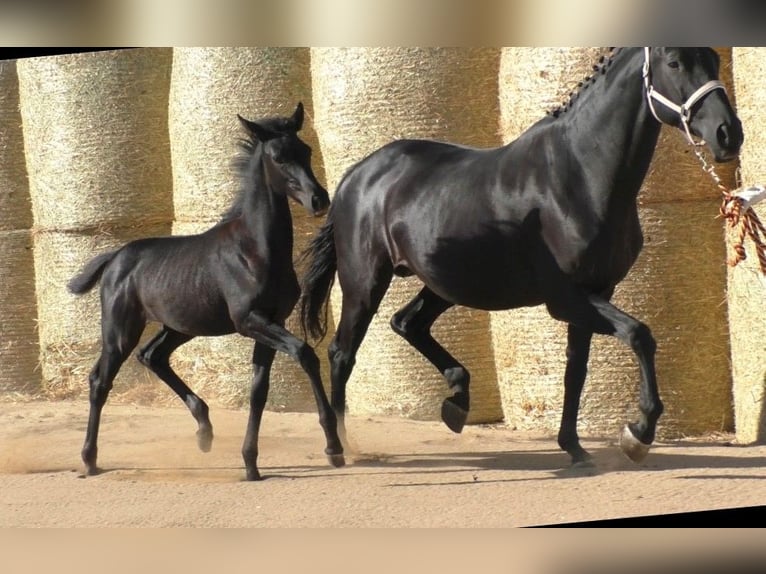 Trakehner Stute 3 Jahre 165 cm Rappe in Aytos