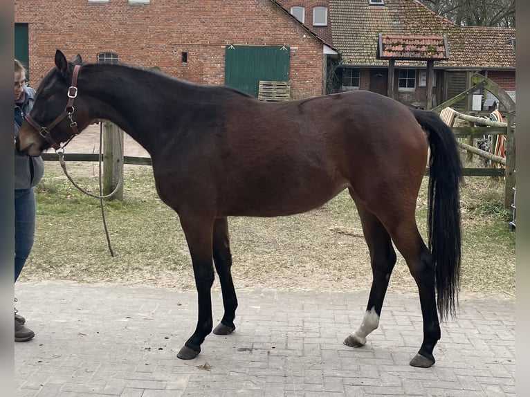 Trakehner Stute 3 Jahre 166 cm Brauner in Vechta