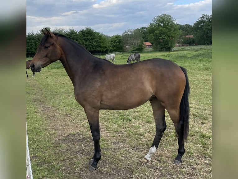 Trakehner Stute 3 Jahre 166 cm Brauner in Vechta