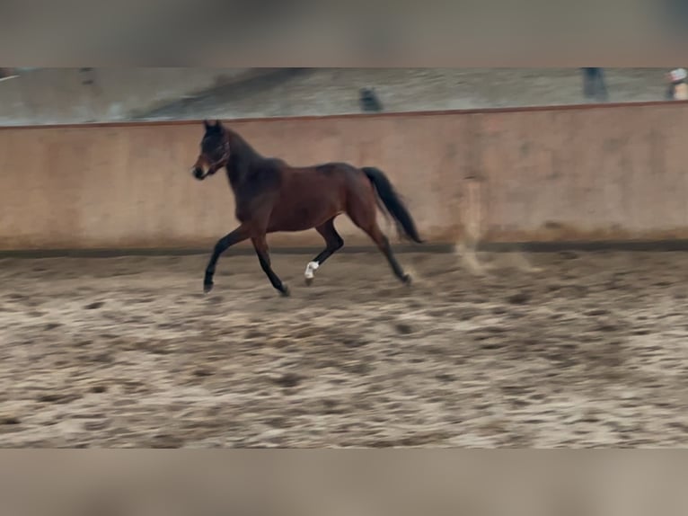 Trakehner Stute 3 Jahre 166 cm Brauner in Vechta