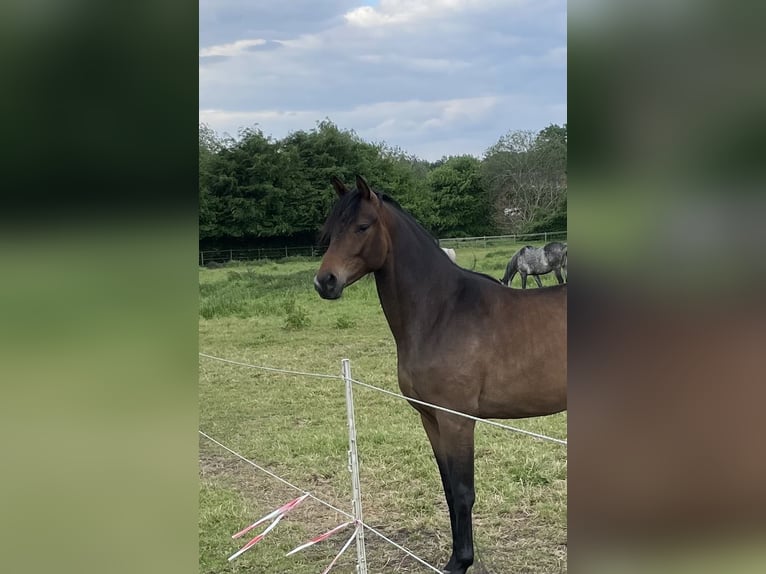Trakehner Stute 3 Jahre 166 cm Brauner in Vechta