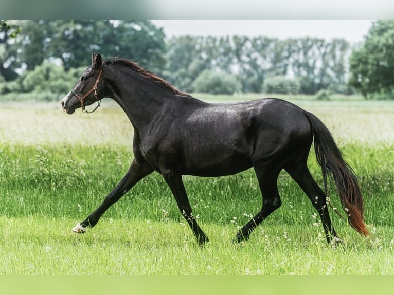 Trakehner Stute 3 Jahre 166 cm Dunkelbrauner in Teldau