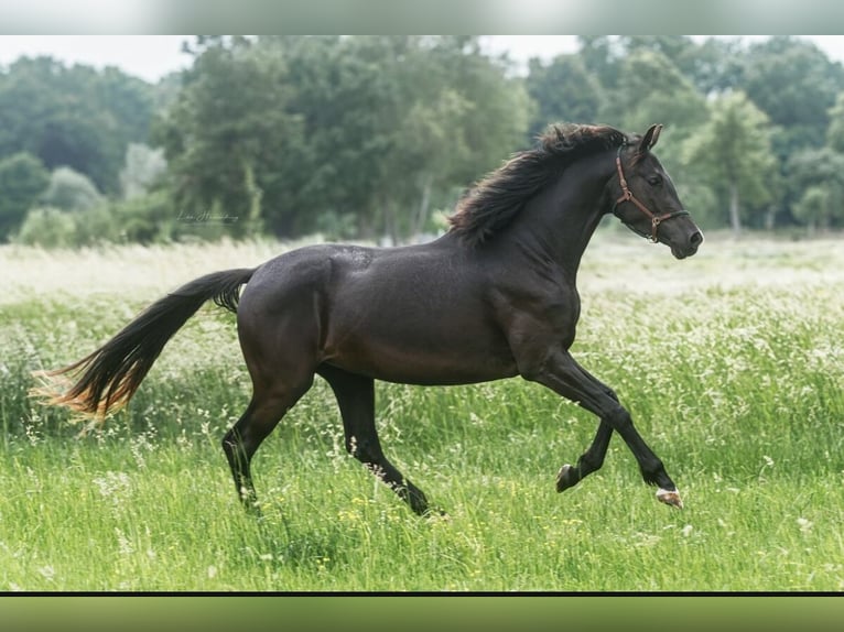 Trakehner Stute 3 Jahre 166 cm Dunkelbrauner in Teldau