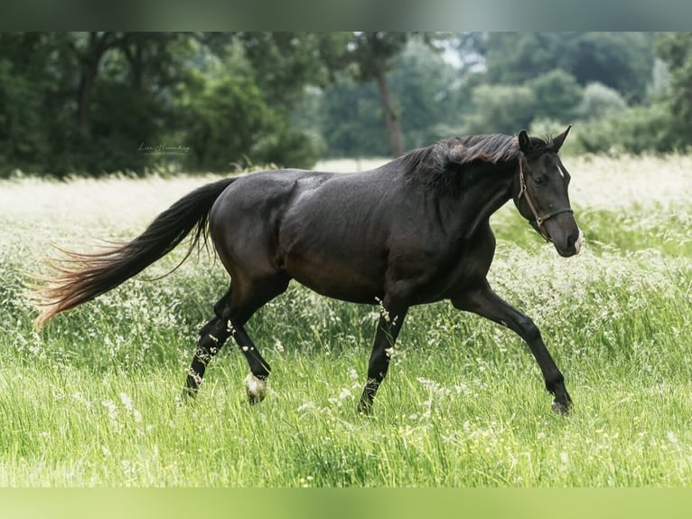 Trakehner Stute 3 Jahre 166 cm Dunkelbrauner in Teldau