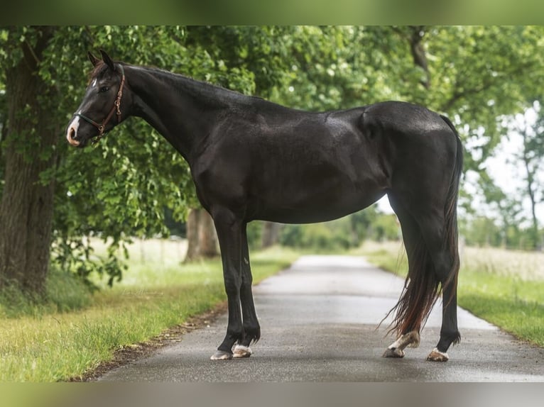 Trakehner Stute 3 Jahre 166 cm Dunkelbrauner in Teldau