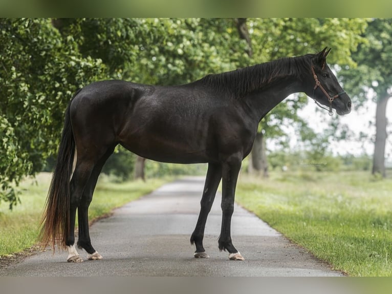 Trakehner Stute 3 Jahre 166 cm Dunkelbrauner in Teldau