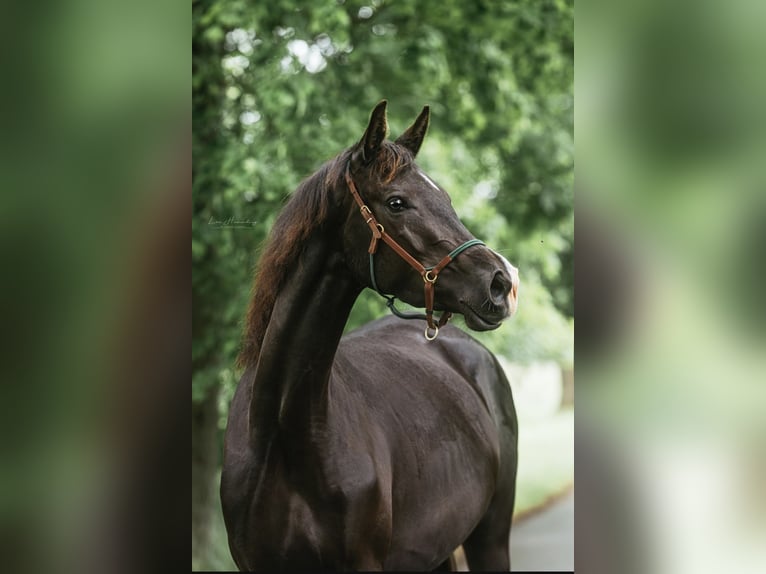 Trakehner Stute 3 Jahre 166 cm Dunkelbrauner in Teldau