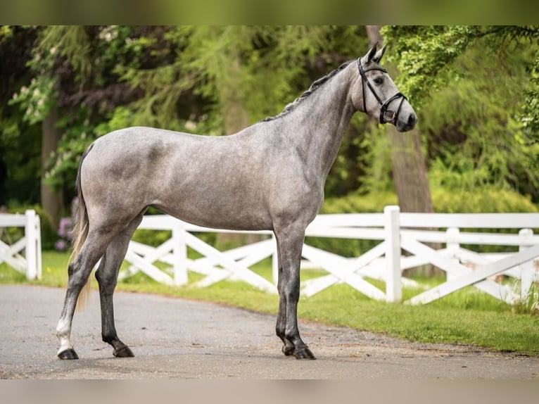Trakehner Stute 3 Jahre 167 cm Schimmel in Panker