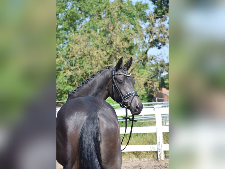 Trakehner Stute 3 Jahre 167 cm Schwarzbrauner in D&#xE4;tgen