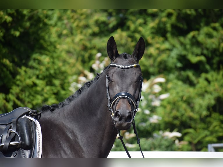 Trakehner Stute 3 Jahre 167 cm Schwarzbrauner in D&#xE4;tgen