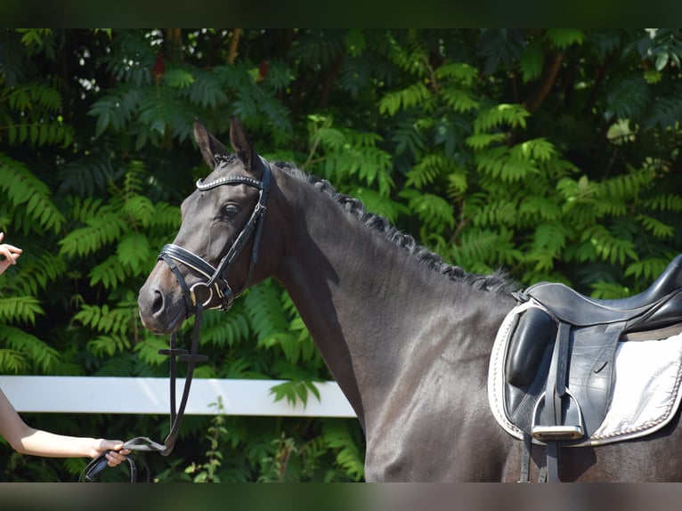 Trakehner Stute 3 Jahre 167 cm Schwarzbrauner in D&#xE4;tgen