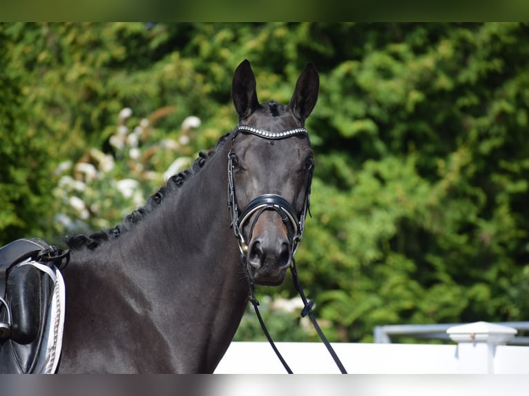 Trakehner Stute 3 Jahre 167 cm Schwarzbrauner in D&#xE4;tgen