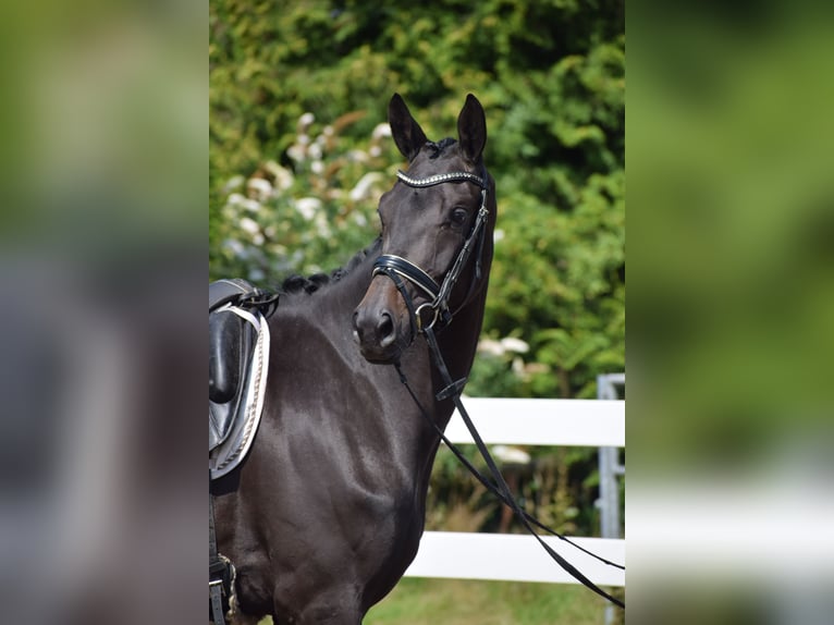 Trakehner Stute 3 Jahre 167 cm Schwarzbrauner in D&#xE4;tgen