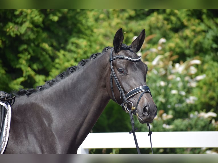 Trakehner Stute 3 Jahre 167 cm Schwarzbrauner in D&#xE4;tgen