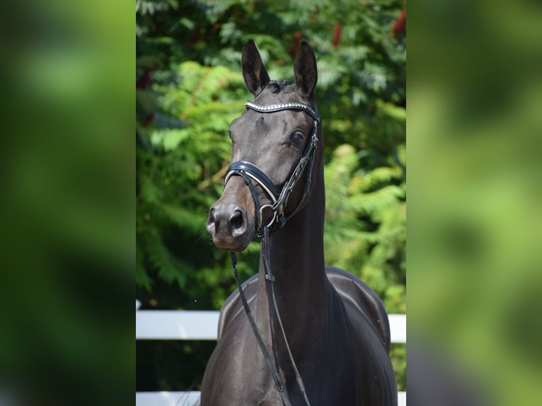 Trakehner Stute 3 Jahre 167 cm Schwarzbrauner in D&#xE4;tgen