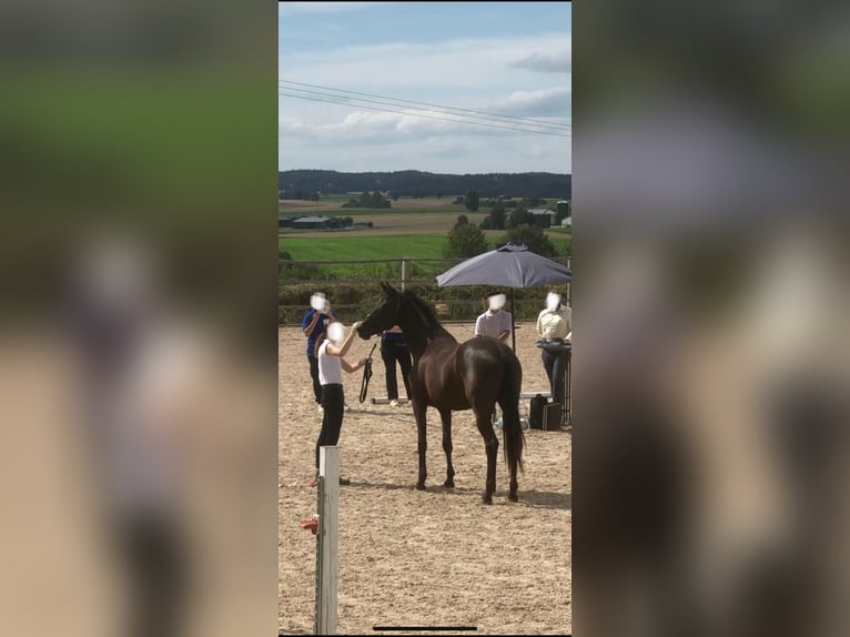 Trakehner Stute 3 Jahre 168 cm Dunkelbrauner in Blaustein
