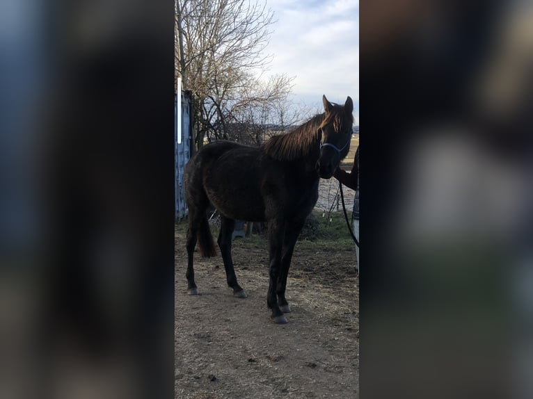 Trakehner Stute 3 Jahre 168 cm Dunkelbrauner in Blaustein