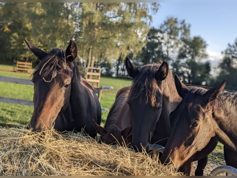 Trakehner Stute 3 Jahre 168 cm Dunkelbrauner in Blaustein