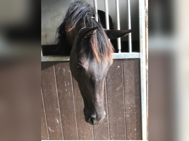 Trakehner Stute 3 Jahre 168 cm Dunkelbrauner in Blaustein