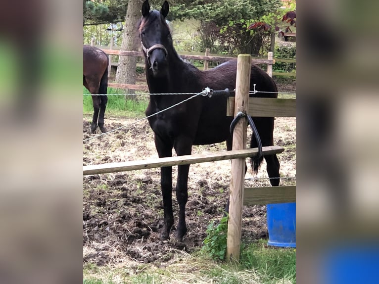 Trakehner Stute 3 Jahre 168 cm Dunkelbrauner in Blaustein