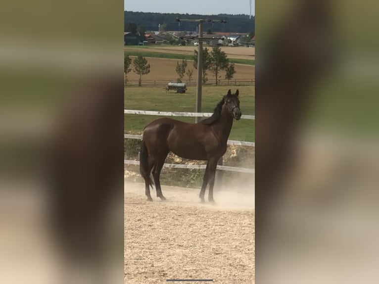 Trakehner Stute 3 Jahre 168 cm Dunkelbrauner in Blaustein