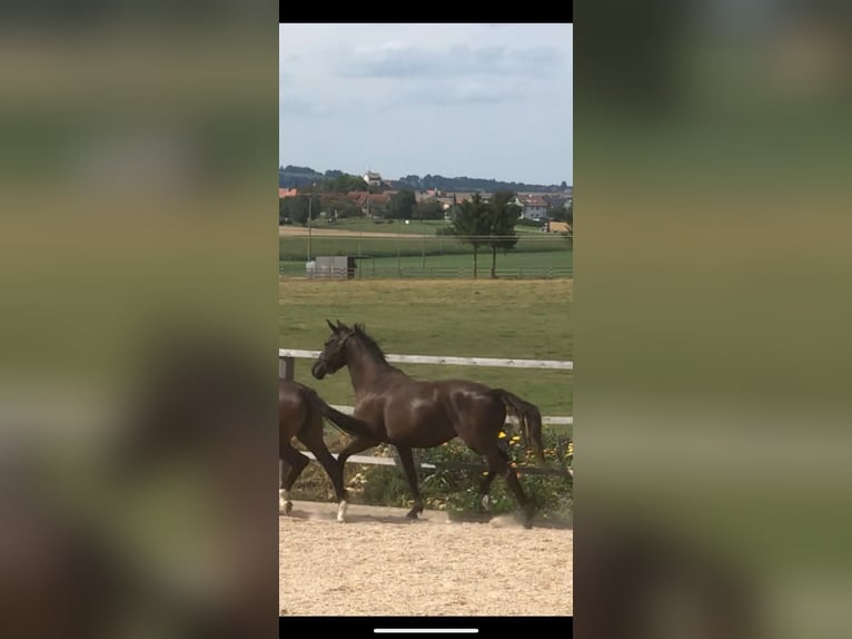 Trakehner Stute 3 Jahre 168 cm Dunkelbrauner in Blaustein