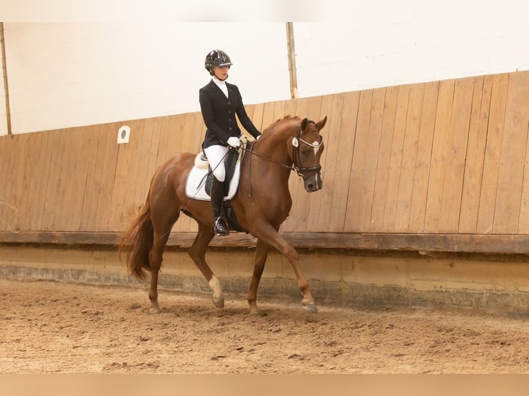 Trakehner Stute 3 Jahre 168 cm Fuchs in Bad Zwischenahn
