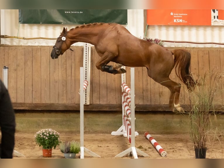 Trakehner Stute 3 Jahre 168 cm Fuchs in Bad Zwischenahn