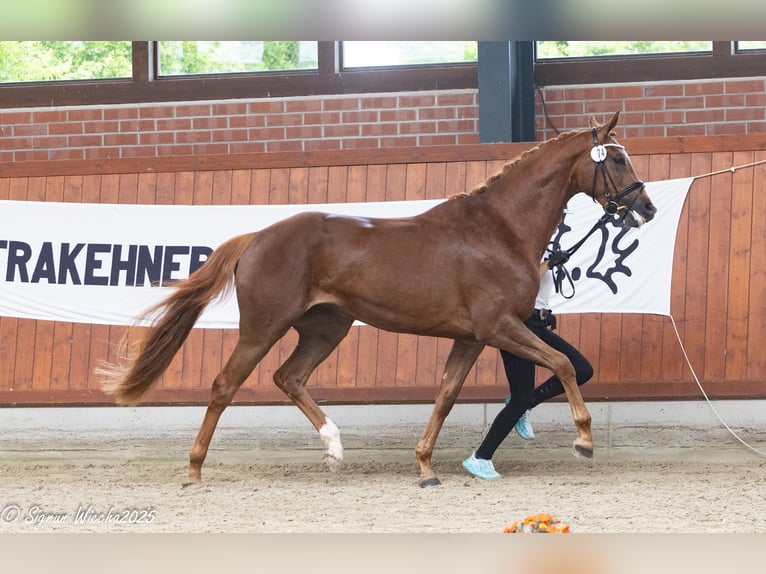 Trakehner Stute 3 Jahre 168 cm Fuchs in Essen (Oldenburg)
