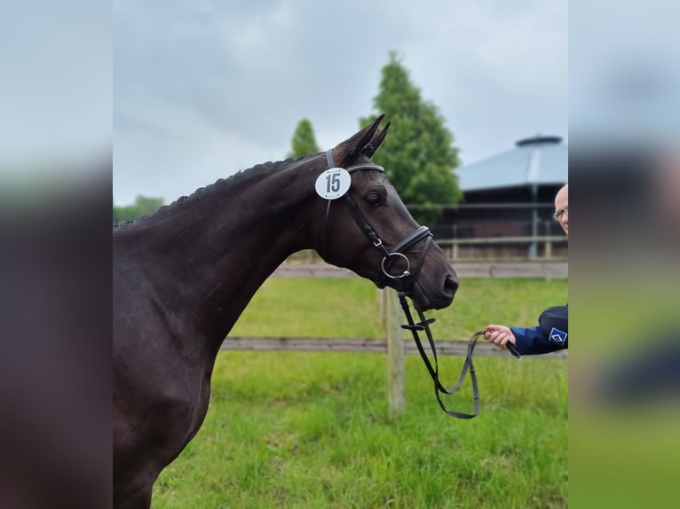 Trakehner Stute 3 Jahre 168 cm Rappe in HollenstedtWenzendorf